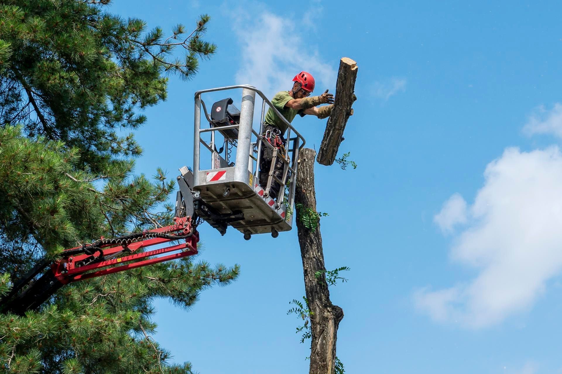 Un homme en hauteur dans une nacelle lance un rondin de bois à terre