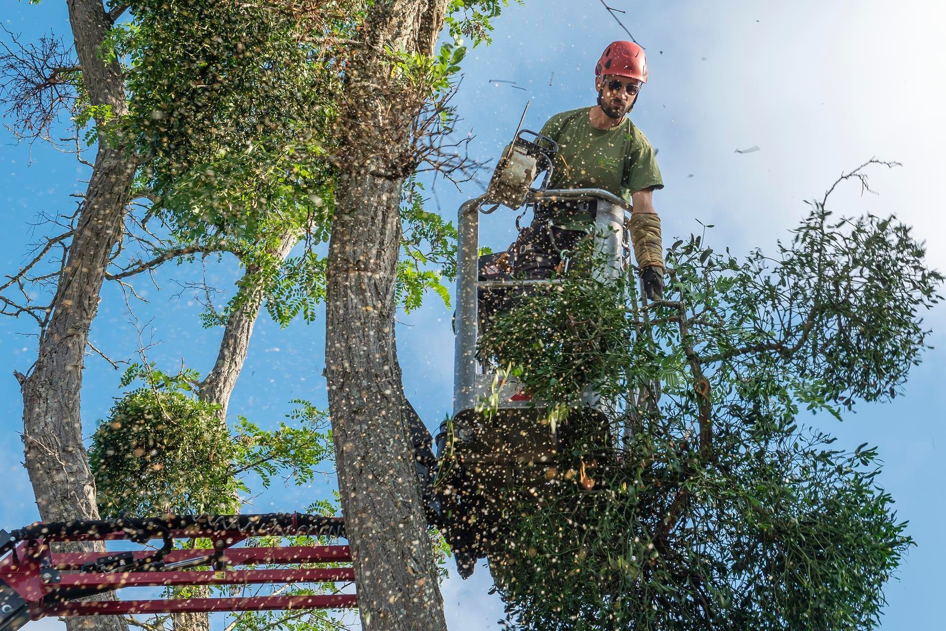 Un homme dans une nacelle en train de couper une branche d'un arbre