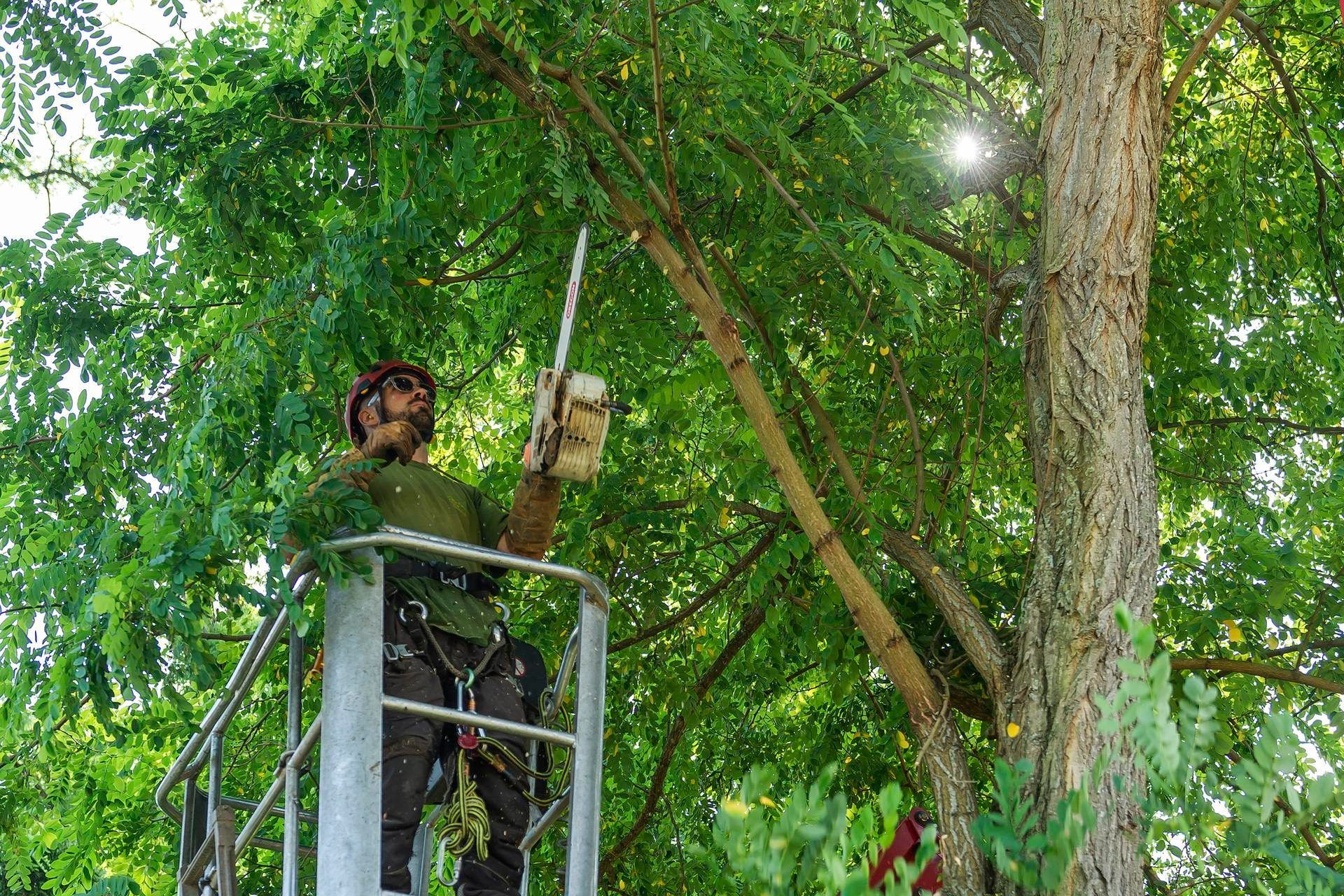 Un homme dans une nacelle tenant une tronçonneuse sous un arbre