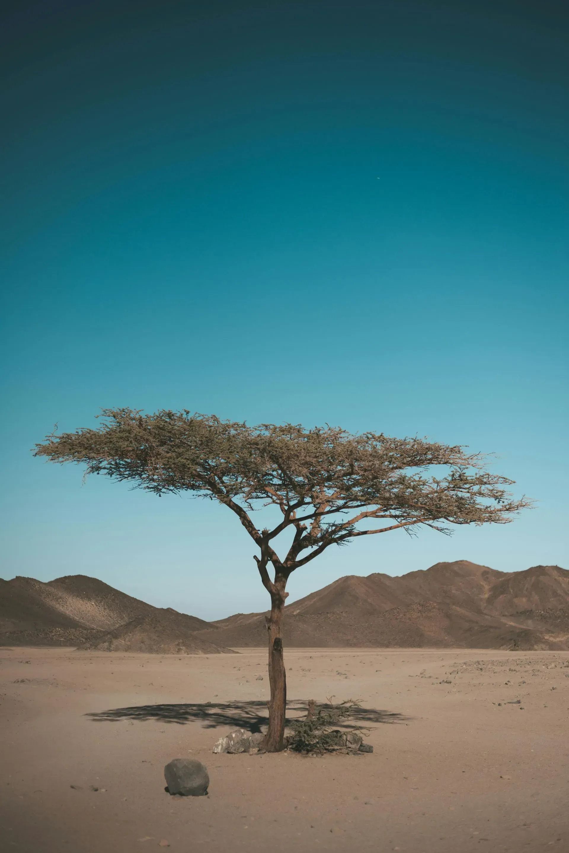 Jardineros Forestales en Salamanca