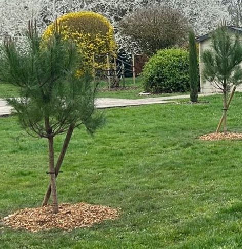 De jeunes pins dans un parc herbeux, avec des anneaux de paillis et des arbustes en fleurs en arrière-plan.