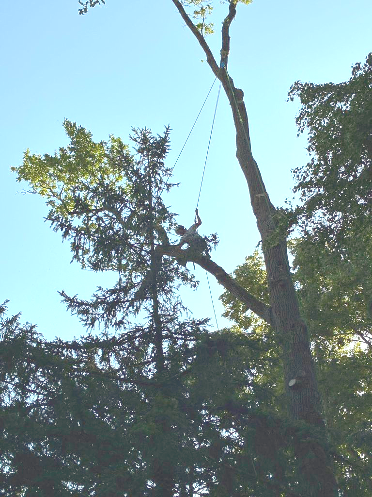 Un élagueur, casqué et harnaché, suspendu entre des branches dénudées, utilise une tronçonneuse.