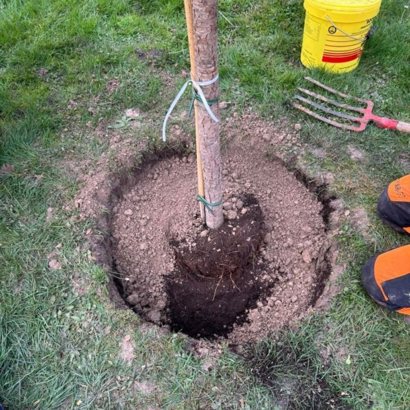 Élagueur sur un arbre