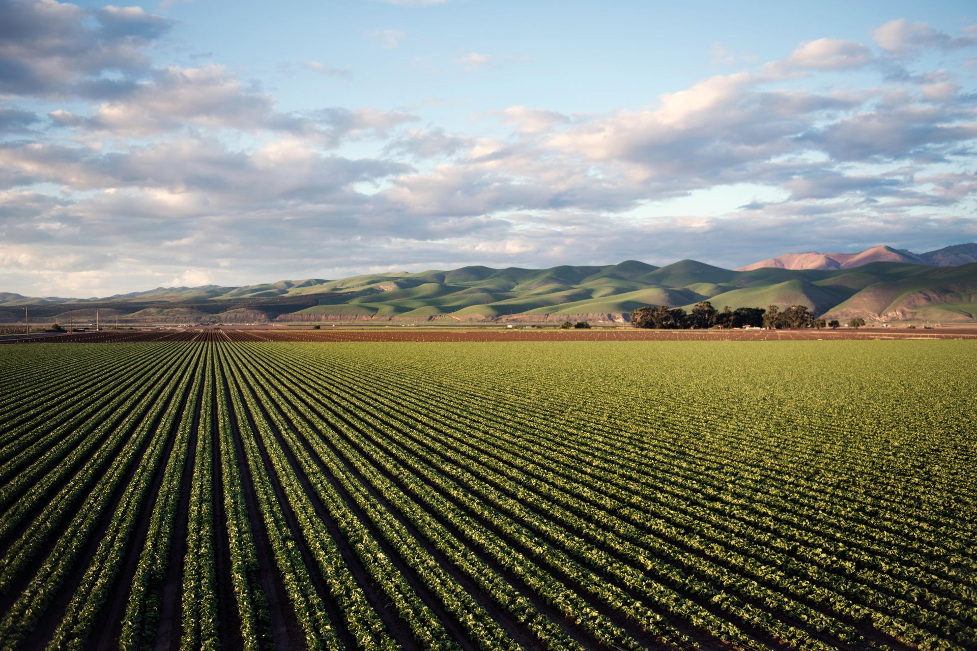 Un campo de plantas verdes con montañas al fondo