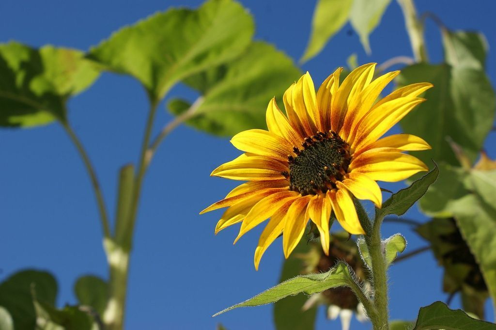 Crèche Tournesol Loveresse