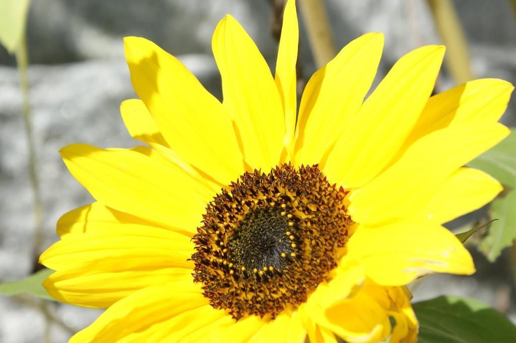 Crèche Le Tournesol - Loveresse