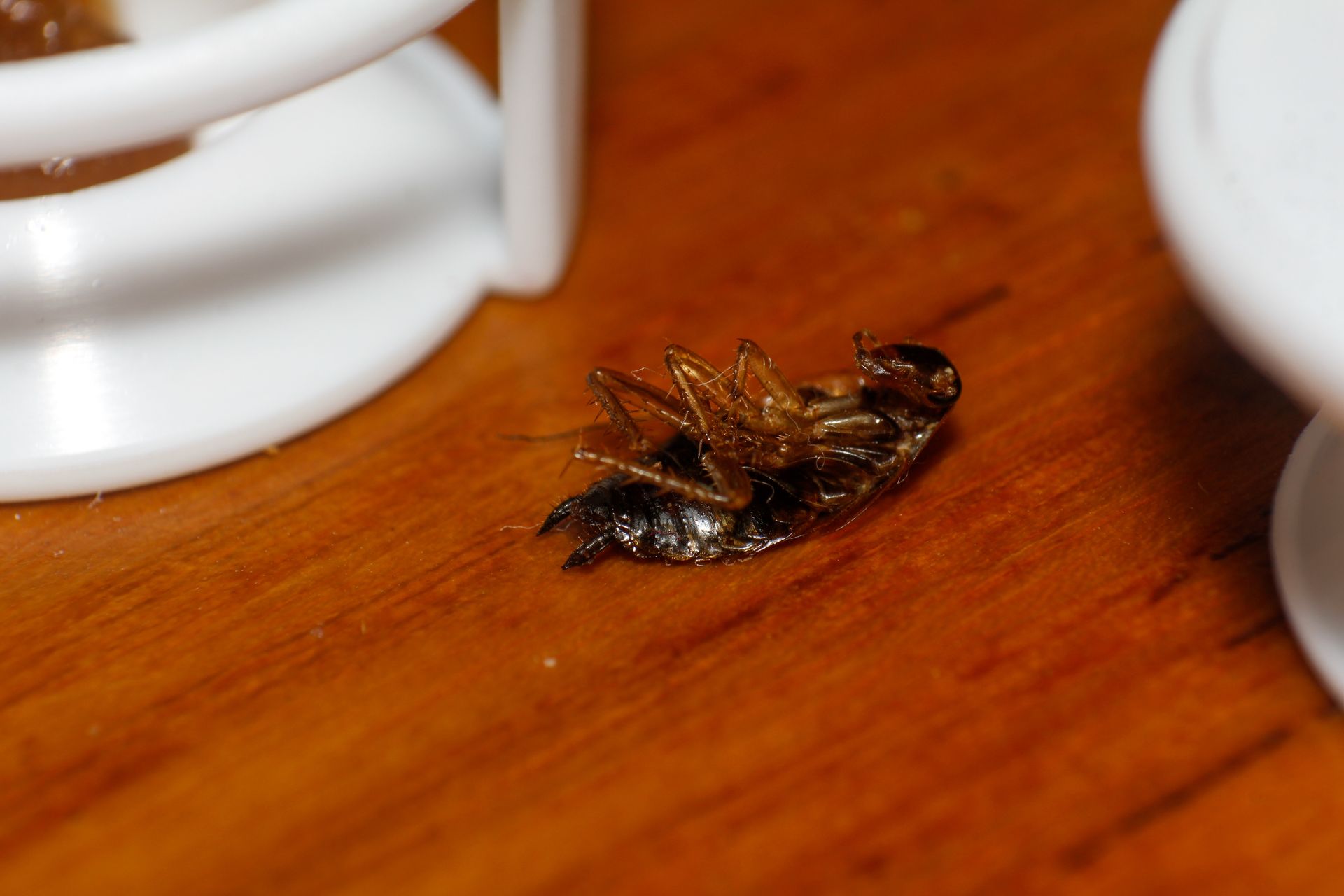 Cafard mort sur une surface en bois, couché sur le dos près d'objets blancs.