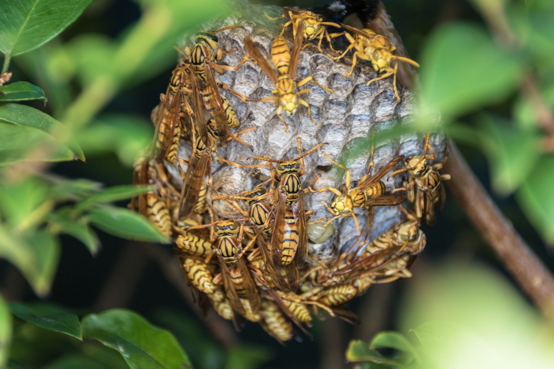 Guêpes jaunes et noires sur un nid gris, semblable à du papier, niché dans un feuillage vert.