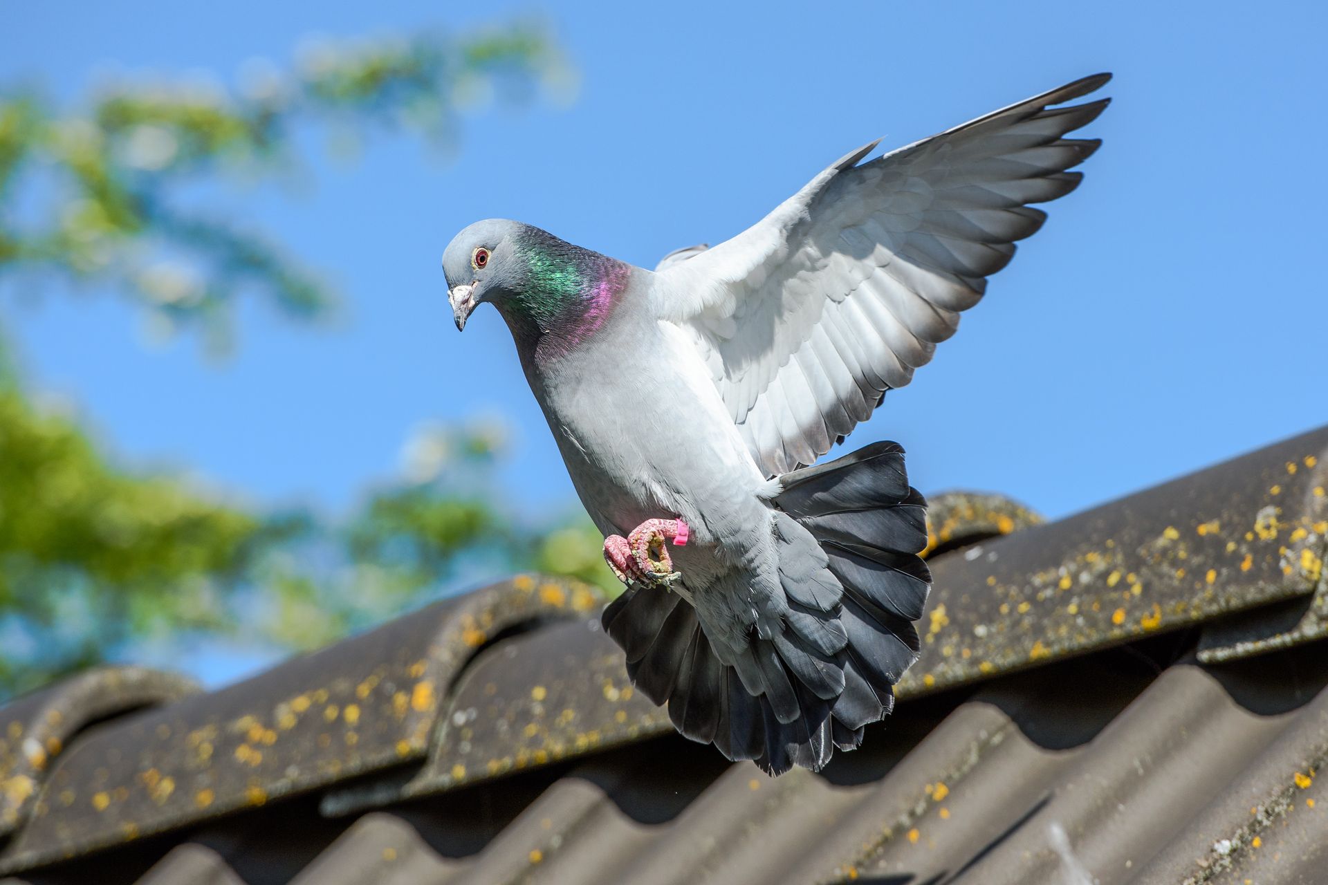 Pigeon s'envolant d'un toit sur fond de ciel bleu, ailes déployées, plumes grises.