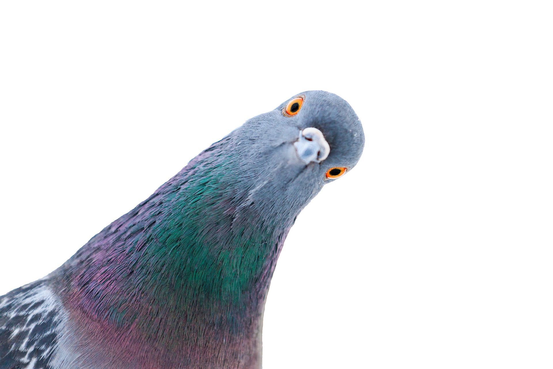 Pigeon curieux à la tête bleu-gris, regardant droit dans les yeux du spectateur.
