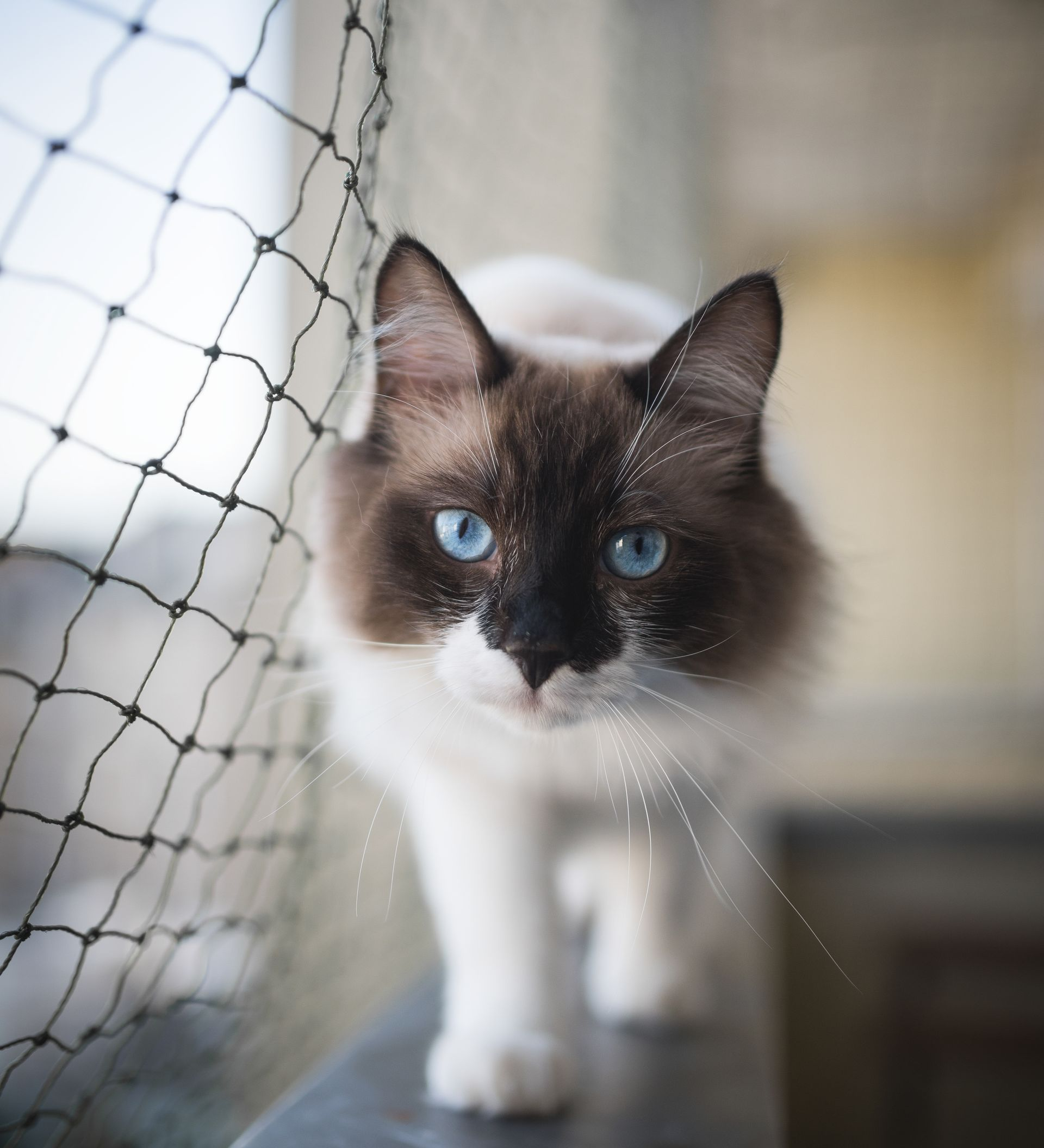 Chat aux yeux bleus, au pelage brun et blanc, marchant sur un rebord près d'un filet de sécurité.