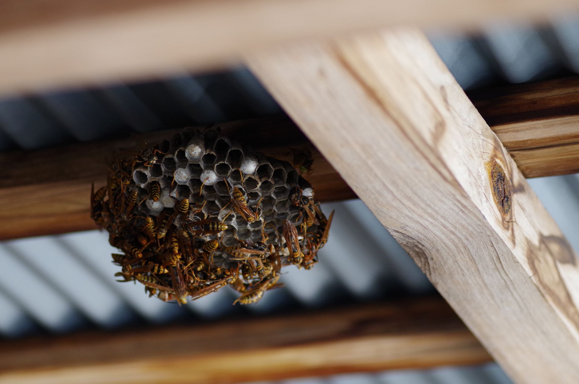 Nid de guêpes fixé à des poutres en bois, rempli de guêpes et de larves.
