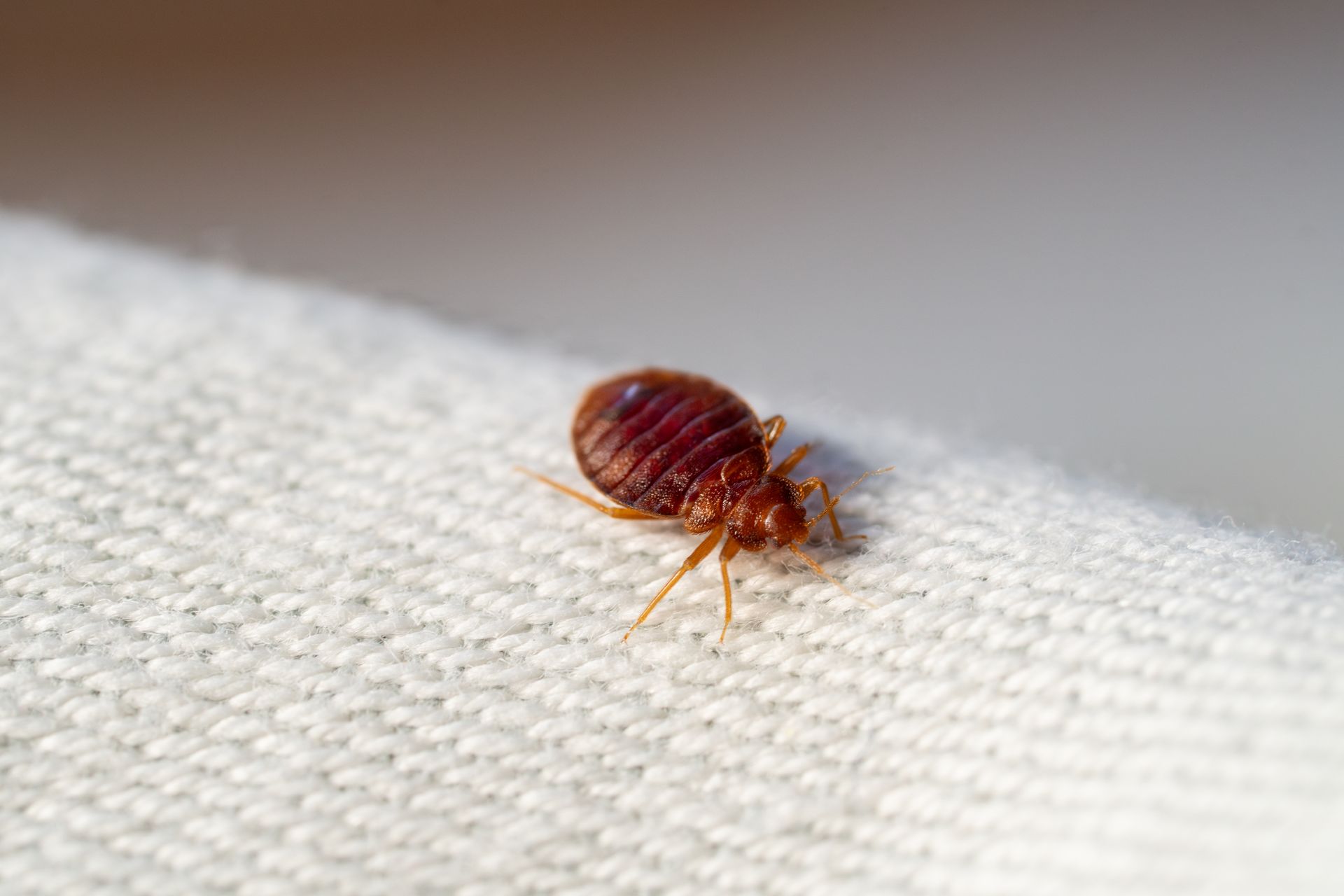 Gros plan d'une punaise de lit, brun rougeâtre, sur une surface en tissu blanc.