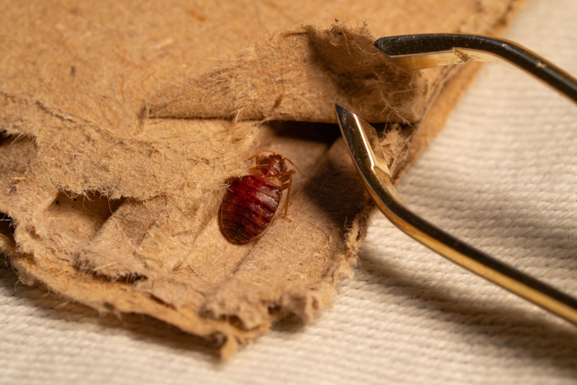 Une punaise de lit sur un carton brun, que l'on tient avec une pince à épiler.