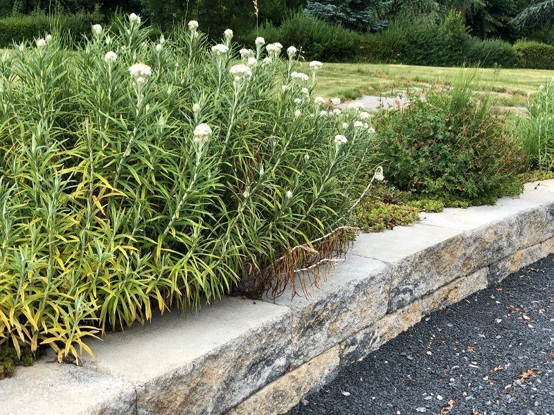 Moderne Gartenpflege Steine