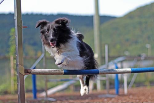 Hundeschule zum Steinbruch
