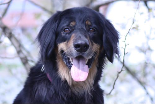 Hundeschule zum Steinbruch