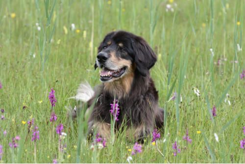 Hundeschule zum Steinbruch
