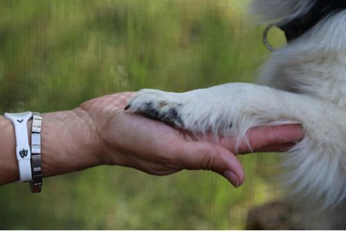 Hundeschule zum Steinbruch