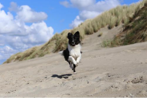 Hundeschule zum Steinbruch
