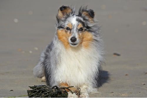 Hundeschule zum Steinbruch