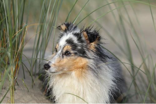 Hundeschule zum Steinbruch