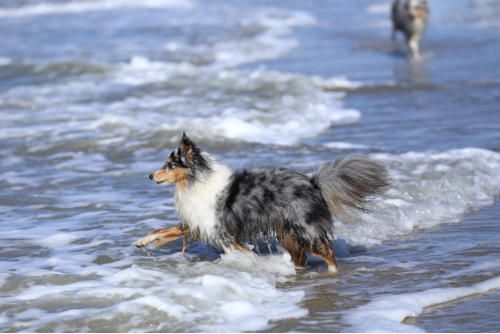 Hundeschule zum Steinbruch