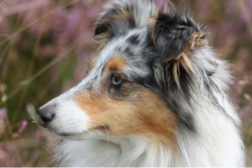 Hundeschule zum Steinbruch