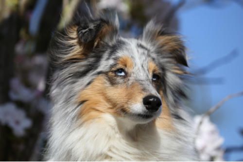 Hundeschule zum Steinbruch