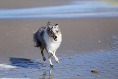 Hundeschule zum Steinbruch