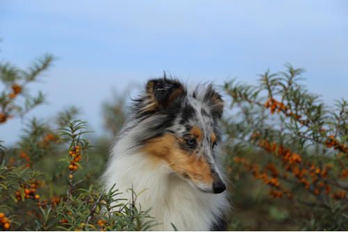 Hundeschule zum Steinbruch
