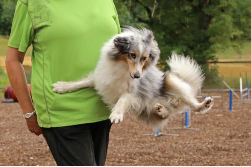 Hundeschule zum Steinbruch