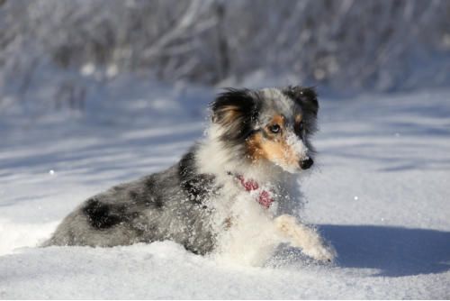 Hundeschule zum Steinbruch