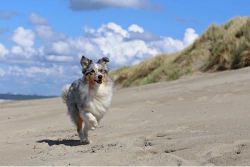 Hundeschule zum Steinbruch