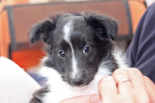 Hundeschule zum Steinbruch