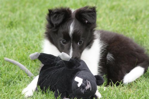 Hundeschule zum Steinbruch