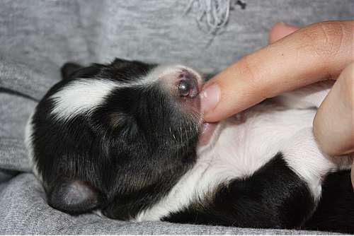 Hundeschule zum Steinbruch