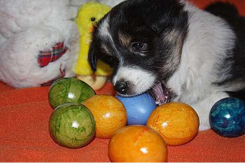 Hundeschule zum Steinbruch