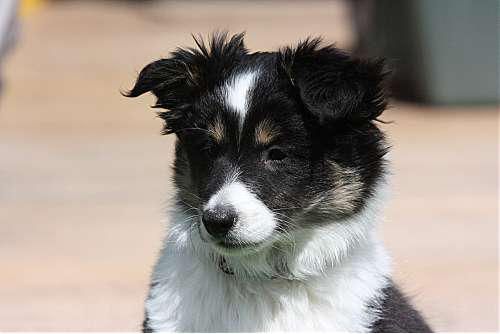 Hundeschule zum Steinbruch