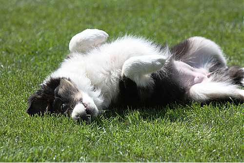 Hundeschule zum Steinbruch