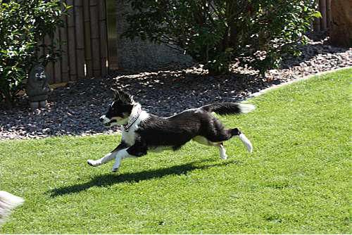 Hundeschule zum Steinbruch