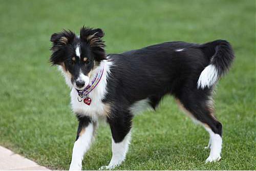 Hundeschule zum Steinbruch