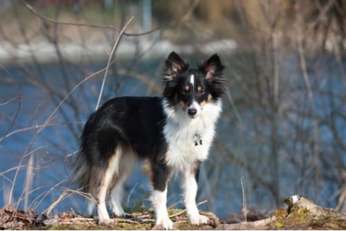 Hundeschule zum Steinbruch