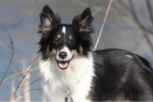 Hundeschule zum Steinbruch