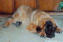 Hundeschule zum Steinbruch