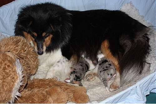 Hundeschule zum Steinbruch