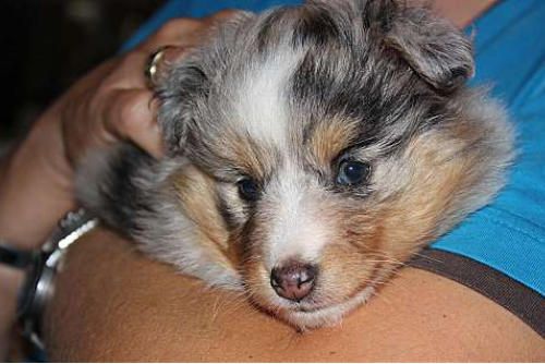 Hundeschule zum Steinbruch