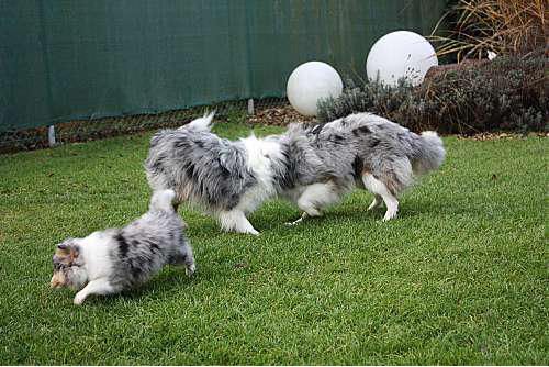 Hundeschule zum Steinbruch