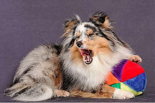 Hundeschule zum Steinbruch