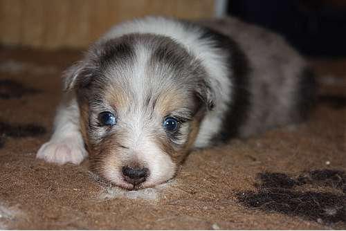 Hundeschule zum Steinbruch